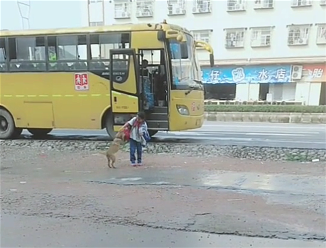 田園犬接小主人放學，一見校車就撒歡兒，狗：你咋才回來